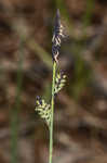 Barratt's sedge